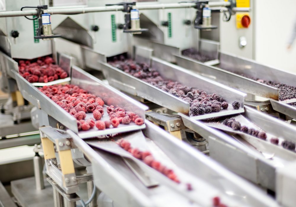 frozen red raspberries in sorting and processing machines